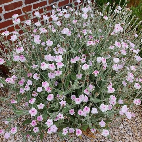 Vexiernelke 'occulata', Zweifarbig Weiß und Rosa, Lychnis coronaria occulata 50 Samen von Grow Your Secret Garden