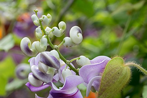 Vigna Caracalla, Schneckenbohne 5 Samen (Snail Vine) von Grow Your Secret Garden