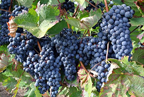 Vitis riparia 5 Samen Riverbank grape, Uferrebe, Weintraube von Grow Your Secret Garden