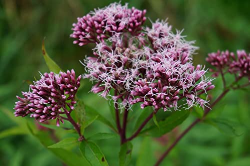 Wasserdost Samen Eupatorium 20 Samen von Grow Your Secret Garden