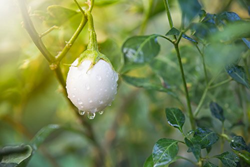 Weiße Aubergine 'White Raja' 10 Samen von Grow Your Secret Garden