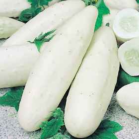 Weiße Gurke 10 Samen, Cucumis, Cucumber 'White Holland' von Grow Your Secret Garden