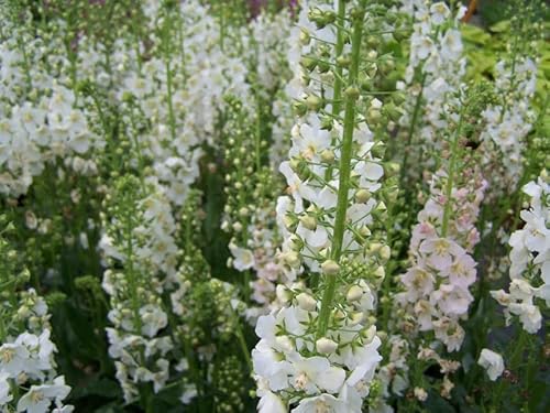 Weiße Königskerze, Verbascum White 100 Samen-Staude von Grow Your Secret Garden