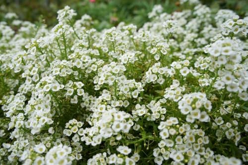 Weiße Schleifenblume 50 Samen Iberis sempervirens 'Schneeflocke' (Iberis Iceberg), bodendecker, staingarten, mehrjährig von Grow Your Secret Garden