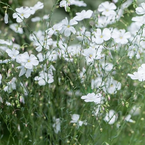 Weißer Staudenlein (Linum perenne Nanum Album Diamant) 20 Samen Staude, Bodendecker, steingarten von Grow Your Secret Garden