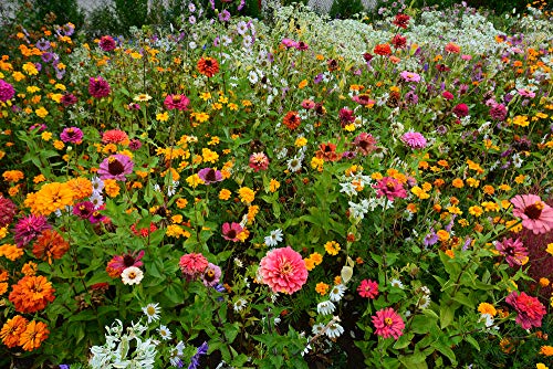 Wildblumen Mix 'Mischung "Schmetterlinge und Bienen" 10 g (keine Gräser) -SCHMETTERLINGSWIESE - Sommerblumen - Blumenmischung von Grow Your Secret Garden
