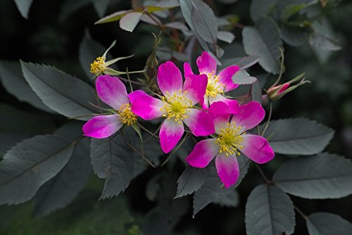 Wildrose Hechtrose 20 Samen, Rotblättrige Rose glauca von Grow Your Secret Garden