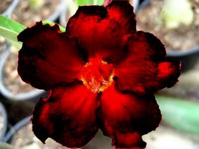 Wüstenrose (Adenium obesum) 5 Samen Blacksplash von Grow Your Secret Garden