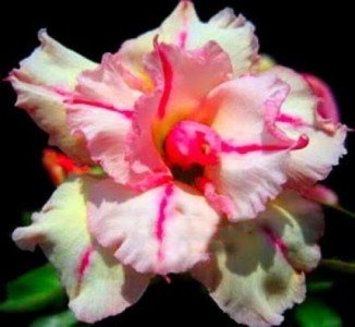 Wüstenrose (Adenium obesum) 5 Samen Bonanza von Grow Your Secret Garden