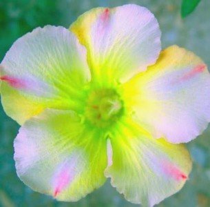 Wüstenrose (Adenium obesum) 5 Samen Lemon Pink von Grow Your Secret Garden