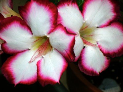 Wüstenrose (Adenium obesum) 5 Samen Love Valentine von Grow Your Secret Garden