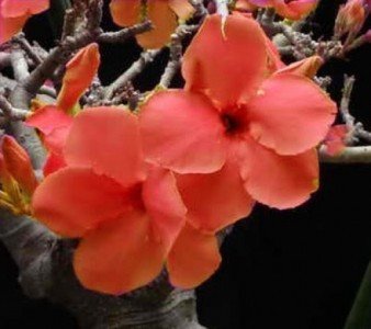 Wüstenrose (Adenium obesum) 5 Samen Orange von Grow Your Secret Garden