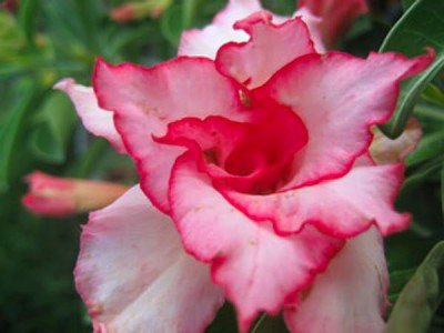 Wüstenrose (Adenium obesum) 5 Samen Pink Heart von Grow Your Secret Garden