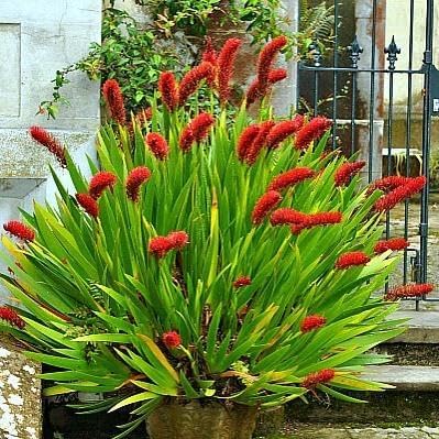 Xeronema callistemon, Neuseeland - exotisch von Grow Your Secret Garden