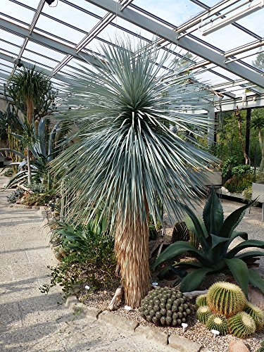 Yucca Rostrata 5 Samen -die schönste stammbildende, winterharte Yucca die es gibt von Grow Your Secret Garden