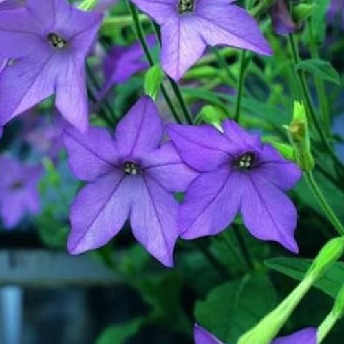 Ziertabak F1 Avalon Purple/Violet 20 Samen von Grow Your Secret Garden
