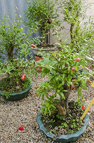 Zwerg-Granatapfel 10 Samen (Punica granatum nana) von Grow Your Secret Garden