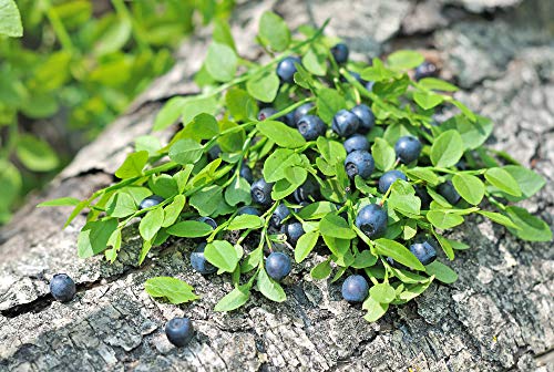 Zwerg Heidelbeere 15 Samen - süß, große Früchte auf kleine Pflanze (Blueberry Dwarf) von Grow Your Secret Garden