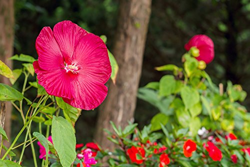 rot abelmoschus, hibiskus moscheutos " luna' 5 Samen (ROT) Hibiscus Red von Grow Your Secret Garden