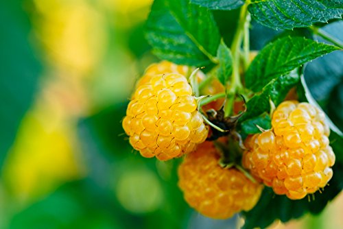 weiß Himbeere 10 Samen -süße Sorte voll von Antioxidantien (Raspberry Yellow) von Grow Your Secret Garden