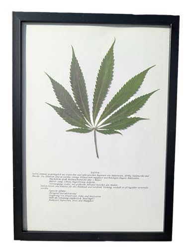 Growing Corp. Cannabis Deko Naturbild – Echtes gepresstes Blatt im A4 Rahmen | Handgemachte Naturkunst & Botanik Poster | Moderne Wanddeko Geschenkidee Growing Corp. Cannabis Deko Naturbild – Echtes gepresstes Blatt im A4 Rahmen | Handgemachte Naturkunst & Botanik Poster | Moderne Wanddeko Geschenkidee von Growing Corp.