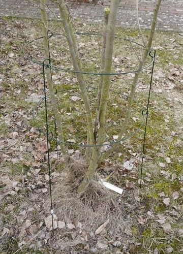 Grüner Jan Pflanzenstütze Staudenhalter Strauchstütze Rosenstütze Blumenstütze Metall von Grüner Jan