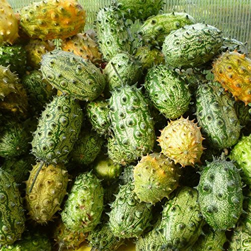 Kiwano Samen (exotische Horngurke/Hornmelone, Cucumis Metuliferus), frische Saatkörner gesundes Saatgut, Gemüse, Stachelgurke, Stachelmelone, Versand aus Deutschland Kiwano Samen (exotische Horngurke/Hornmelone, Cucumis Metuliferus), frische Saatkörner gesundes Saatgut, Gemüse, Stachelgurke, Stachelmelone, Versand aus Deutschland von Grünerer Daumen