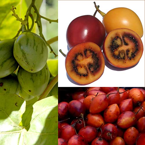 10 Stück Tamarillo Samen (exotische Baumtomate, Cyphomandra betacea, frische gesunde Samen, Gemüse, Obst), Versand aus Deutschland von Grünerer Daumen