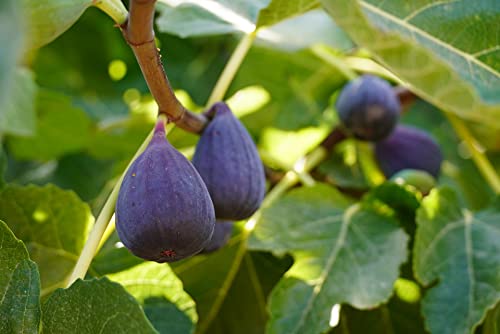 Samen der echten Feige (Ficus Carica, Feigenbaum) frische, gesunde Feigensamen, Feigenbaumsamen, Versand aus Deutschland (20) von Grünerer Daumen