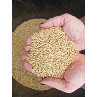 Softgras Saat - Katzengras Zum Selber Ziehen Softgras Saat - Katzengras Zum Selber Ziehen von GruenesGlueck