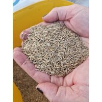 Ultrasoftgras Saat - Katzengras Zum Selber Ziehen Ultrasoftgras Saat - Katzengras Zum Selber Ziehen von GruenesGlueck