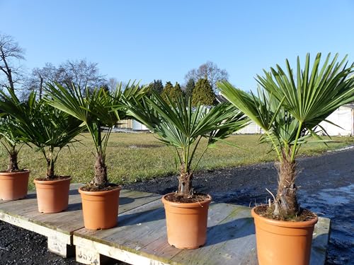 Hanfpalme 80-100 cm Palme Trachycarpus fortunei winterhart, Premiumqualität von gruenwaren jakubik