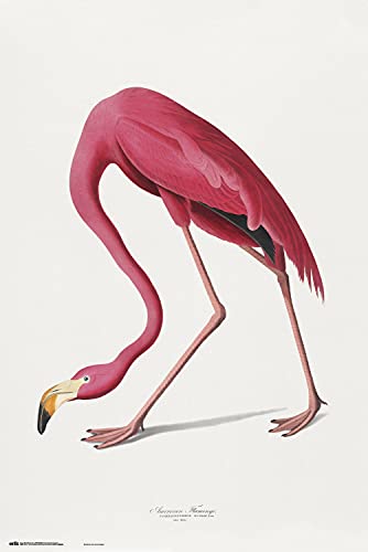 Grupo Erik American Flamingo Poster - Deko Wohnzimmer oder Deko Schlafzimmer - Deko Wohnzimmer - Größe : 61 x 91 - Kunstdruck - Space Odyssey 2001 Fanartikel von Grupo Erik