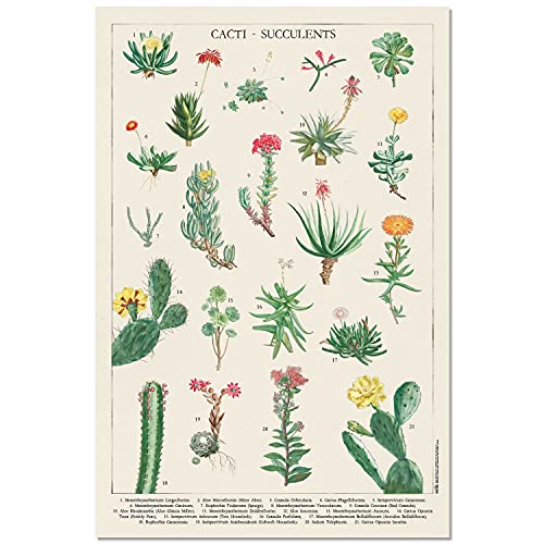 Grupo Erik Botanical Cacti Poster - Blumen Poster - Blumen Deko - Kunstdruck - Deko Wohnzimmer oder Deko Schlafzimmer - Kunstdruck - Deko Wohnzimmer - Größe : 61 x 91 von Grupo Erik