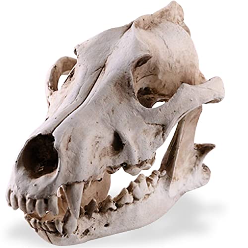 Guangcailun Resin Skull Coyote Wolf Taxidermy Model Craft Figuren Dekorative Skulpturen Antikes Geschenk Anatomische Lehre Requisite Guangcailun Resin Skull Coyote Wolf Taxidermy Model Craft Figuren Dekorative Skulpturen Antikes Geschenk Anatomische Lehre Requisite von Guangcailun