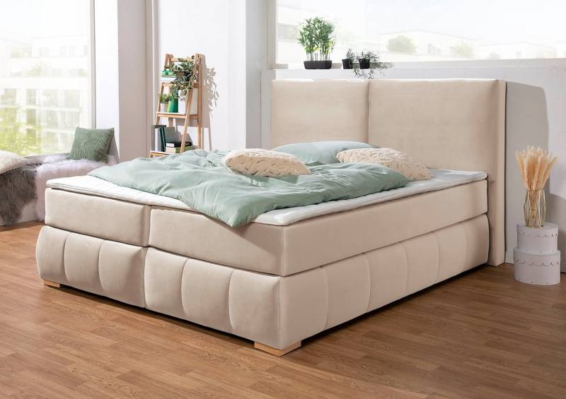 Guido Maria Kretschmer Home&Living Boxspringbett Wehma, inkl. Topper in 3 verschiedenen Matratzen, auch in Samtstoff von Guido Maria Kretschmer Home&Living