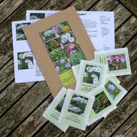 Samen Set 5 - Wildsalate Wildgemüse Samen-Set Mit 8 Sorten Samen Set 5 - Wildsalate Wildgemüse Samen-Set Mit 8 Sorten von GuiseppeCreativo