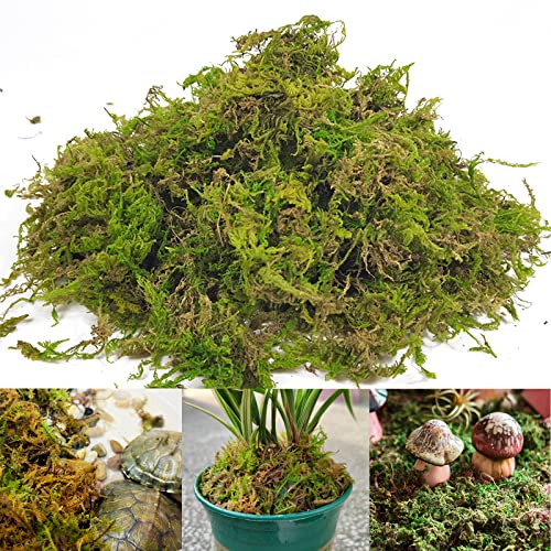 Gukasxi 150g Moos Getrocknet Natur Moss Deko Moos zum Basteln, Grün Künstliche Moss Dekoration für Hausgarten Terrasse Blumen Topfpflanzen Pflanzenhandwerk Kunsthandwerk von Gukasxi