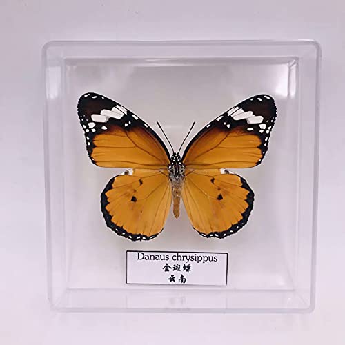 Guoyoocc Echter präparierter Schmetterling,Schmetterlingsprobe,Exquisite Insektenprobe,Biology Science Bugs World,Transparente Box mit Acrylschale,Home Decor Ornament Guoyoocc Echter präparierter Schmetterling,Schmetterlingsprobe,Exquisite Insektenprobe,Biology Science Bugs World,Transparente Box mit Acrylschale,Home Decor Ornament von Guoyoocc