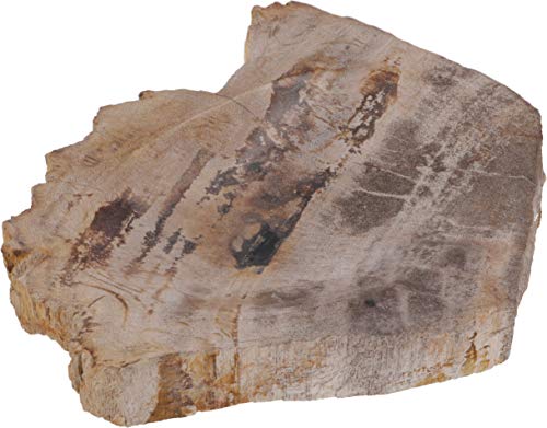 GURU SHOP Exotische Seifenschale aus Versteinertem Holz, Braun, 2,5x11x8,5 cm, Seifenschalen von GURU SHOP
