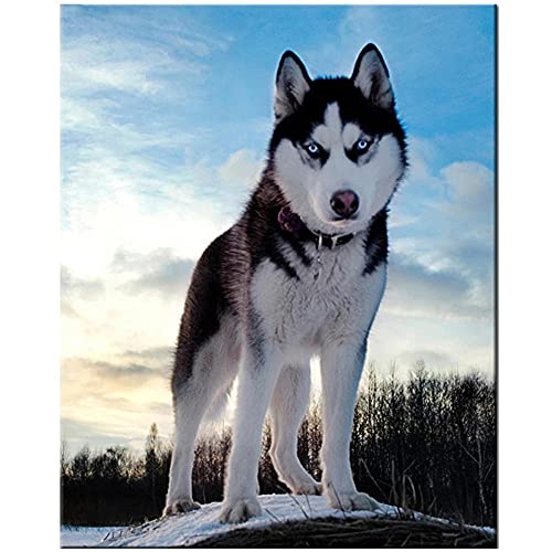 DIY 5D Diamond Painting Kit,Diamant Painting Bilder,Diamond Painting Kinder,Diamant painting groß,Diamant Malerei Rhinestone Stickerei Kreuzstich,für Home Wand Decor Husky Hund Square_Drill_30x40cm DIY 5D Diamond Painting Kit,Diamant Painting Bilder,Diamond Painting Kinder,Diamant painting groß,Diamant Malerei Rhinestone Stickerei Kreuzstich,für Home Wand Decor Husky Hund Square_Drill_30x40cm von Guyoon