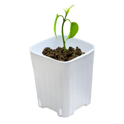 Gwtdtoad Pflanzentöpfe Anzuchtgefäße | Blumenkeimlings Töpfe - 10 Stück Kleine Anzuchttöpfe mit Abflusslöchern für Innen- und Außenbereich, Wohnzimmer, Garten, Zuhause, Schreibtisch, Balkon und Gwtdtoad Pflanzentöpfe Anzuchtgefäße | Blumenkeimlings Töpfe - 10 Stück Kleine Anzuchttöpfe mit Abflusslöchern für Innen- und Außenbereich, Wohnzimmer, Garten, Zuhause, Schreibtisch, Balkon und von Gwtdtoad