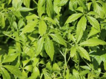 Unsterblichkeitskraut / Jiaogulan, Gynostemma pentaphyllum, Topfware von Gynostemma pentaphyllum