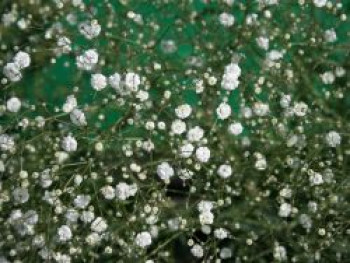 Rispiges Schleierkraut 'Bristol Fairy', Gypsophila paniculata 'Bristol Fairy', Topfware von Gypsophila paniculata 'Bristol Fairy'