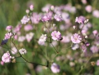 Rispiges Schleierkraut 'Festival Pink Lady', Gypsophila paniculata 'Festival Pink Lady', Topfware von Gypsophila paniculata 'Festival Pink Lady'