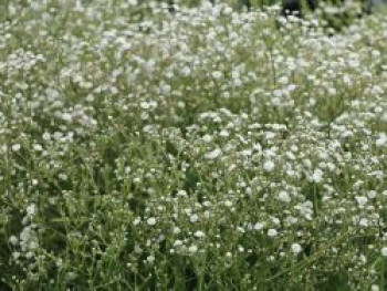 Schleierkraut / Rispiges Gipskraut 'Festival White', Gypsophila paniculata 'Festival White', Containerware von Gypsophila paniculata 'Festival White'