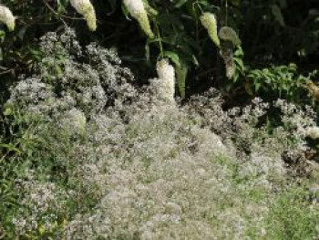 Rispiges Schleierkraut 'Schneeflocke', Gypsophila paniculata 'Schneeflocke', Topfware von Gypsophila paniculata 'Schneeflocke'