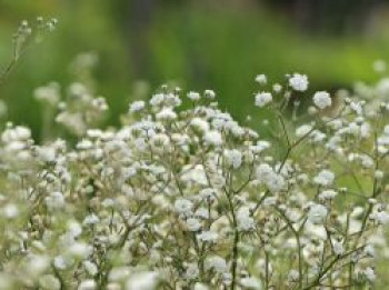 Rispiges Schleierkraut, Gypsophila paniculata, Topfware von Gypsophila paniculata