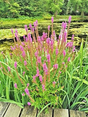 3x Blutweiderich | Lythrum salicaria | Wasserpflanze | Teichpflanze | winterhart | Filterpflanze | Klärpflanze | auch für Schwimmteiche | blütenreiche Art von H2O-Pflanze