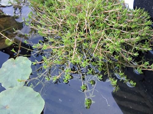 3x Nadelkraut | Crassula recurva | im 9er Teichtopf | Wasserpflanze | Teichpflanze | Mini Teich geeignet | Klärpflanze | Sauerstoffpflanze | winterhart von H2O-Pflanze